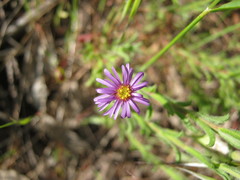Vittadinia cuneata