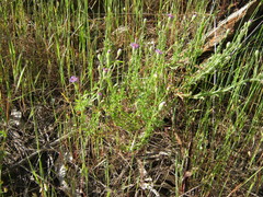 Vittadinia cuneata