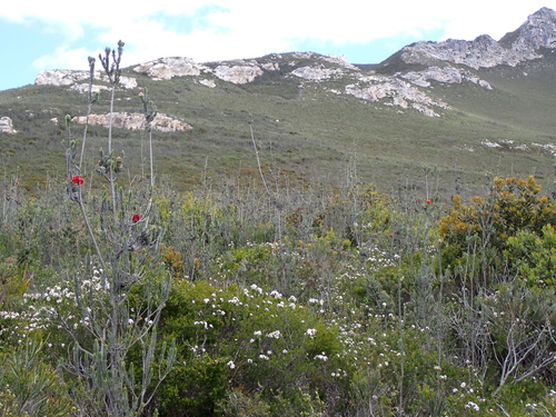 Melaleuca velutina, photograph 4