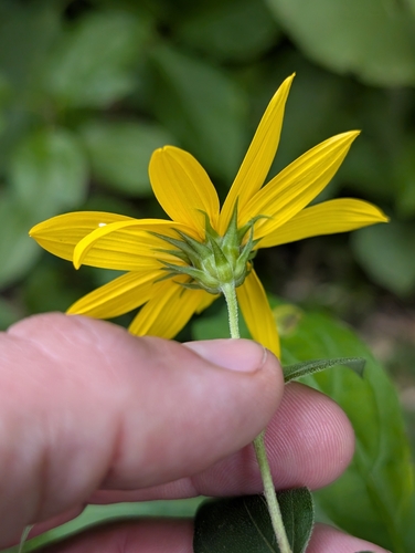pale-leaved woodland sunflower (Helianthus strumosus)