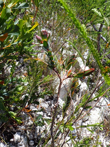 Pimelea physodes, photograph 2