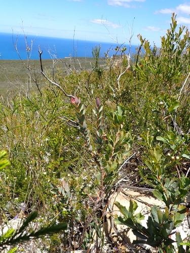 Pimelea physodes, photograph 3