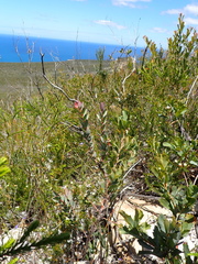Pimelea physodes, photograph (c) Em Lamond, some rights reserved (CC BY)