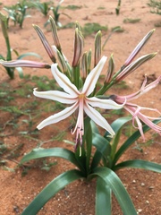 Nerine laticoma