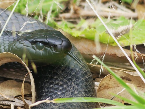 Red-bellied Black Snake sighting