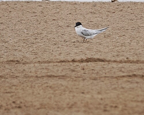iNaturalist image