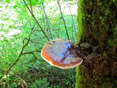 Ganoderma oregonense