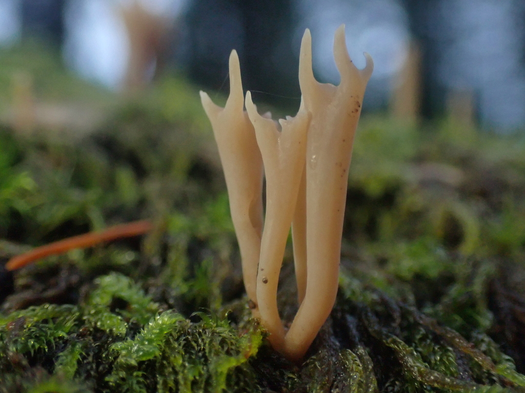 Artomyces cristatus · November 2025 · photo: © dgwdoesthings (iNaturalist, cc0)