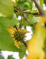 Liquidambar orientalis