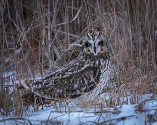 Short-eared Owl photographed in Iowa
