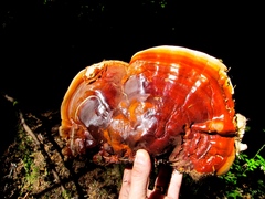 Ganoderma oregonense