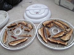 Ganoderma oregonense