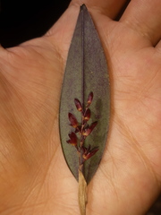 Trichosalpinx blaisdellii
