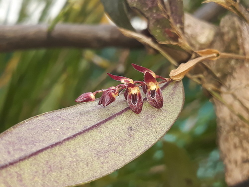 Blaisdellii Orchid