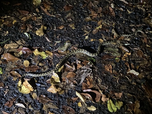 Coastal Carpet Python sighting