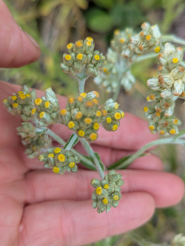 macoun's everlasting (Pseudognaphalium macounii)