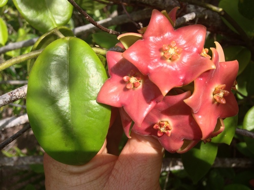 Hoya sussuela (Roxb.) Merr. 3
