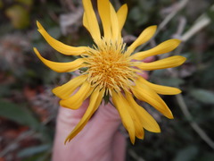 Grindelia stricta angustifolia