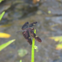 Rhyothemis princeps