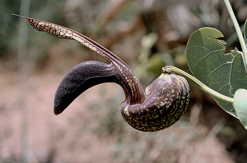 Aristolochia esperanzae