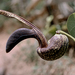 Aristolochia esperanzae - Photo (c) George Shepherd, μερικά δικαιώματα διατηρούνται (CC BY-NC-SA)