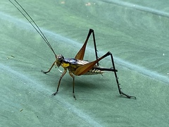 Nisitrus