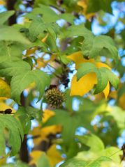 Liquidambar orientalis