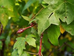 Liquidambar orientalis