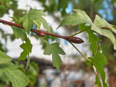 Liquidambar orientalis