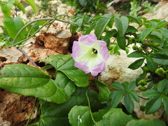 Ipomoea heterodoxa
