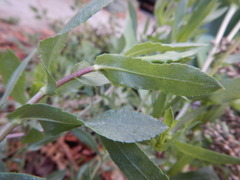 Grindelia stricta angustifolia