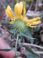 Grindelia stricta angustifolia