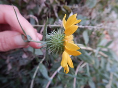 Grindelia stricta angustifolia