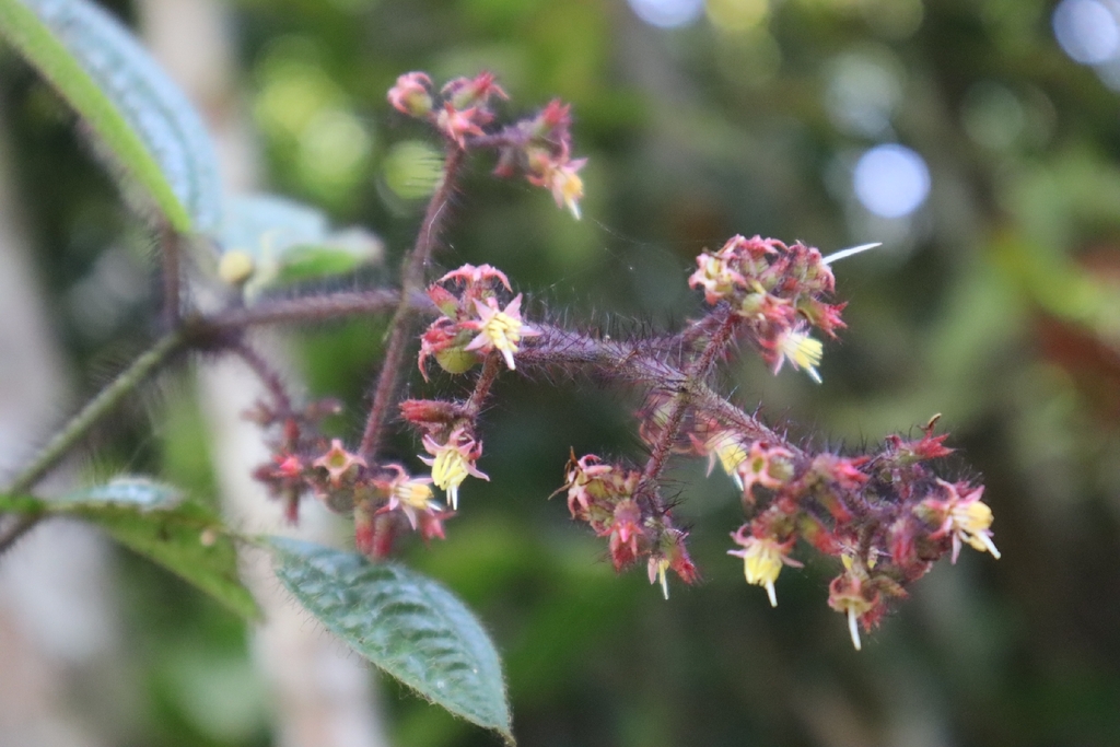 Miconia australis