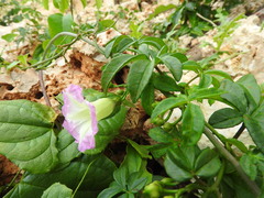Ipomoea heterodoxa