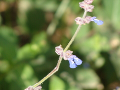 Salvia lasiocephala