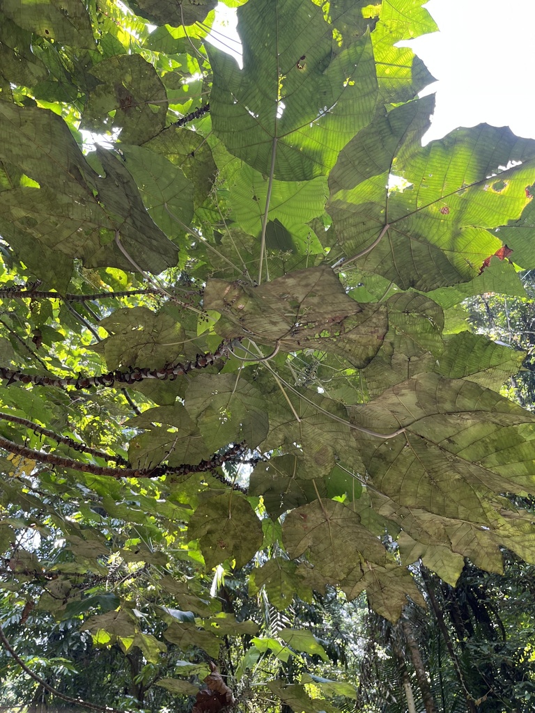 Macaranga aenigmatica