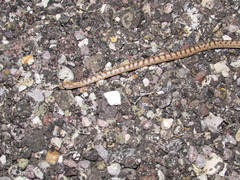 Arizona elegans eburnata
