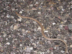 Arizona elegans eburnata