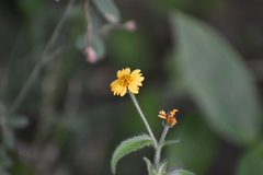 Tridax dubia