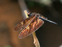 Rhyothemis obsolescens