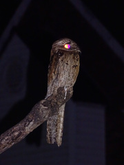 Common Potoo photo 3