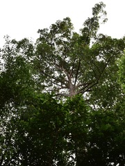 Dipterocarpus grandiflorus