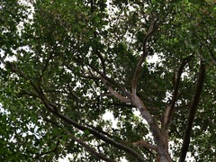 Dipterocarpus grandiflorus