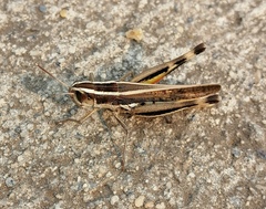 Macrotona securiformis