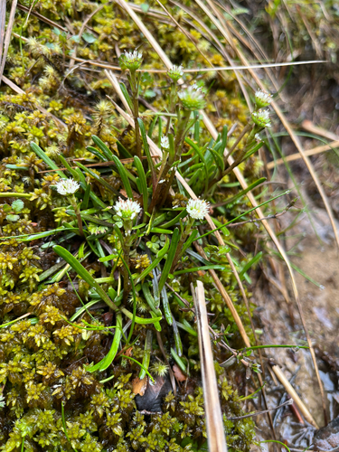 Abrotanella linearis observed 2025-11-29