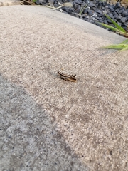 Macrotona securiformis