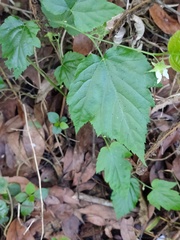Rubus kawakamii