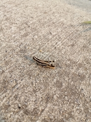 Macrotona securiformis