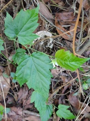 Rubus kawakamii